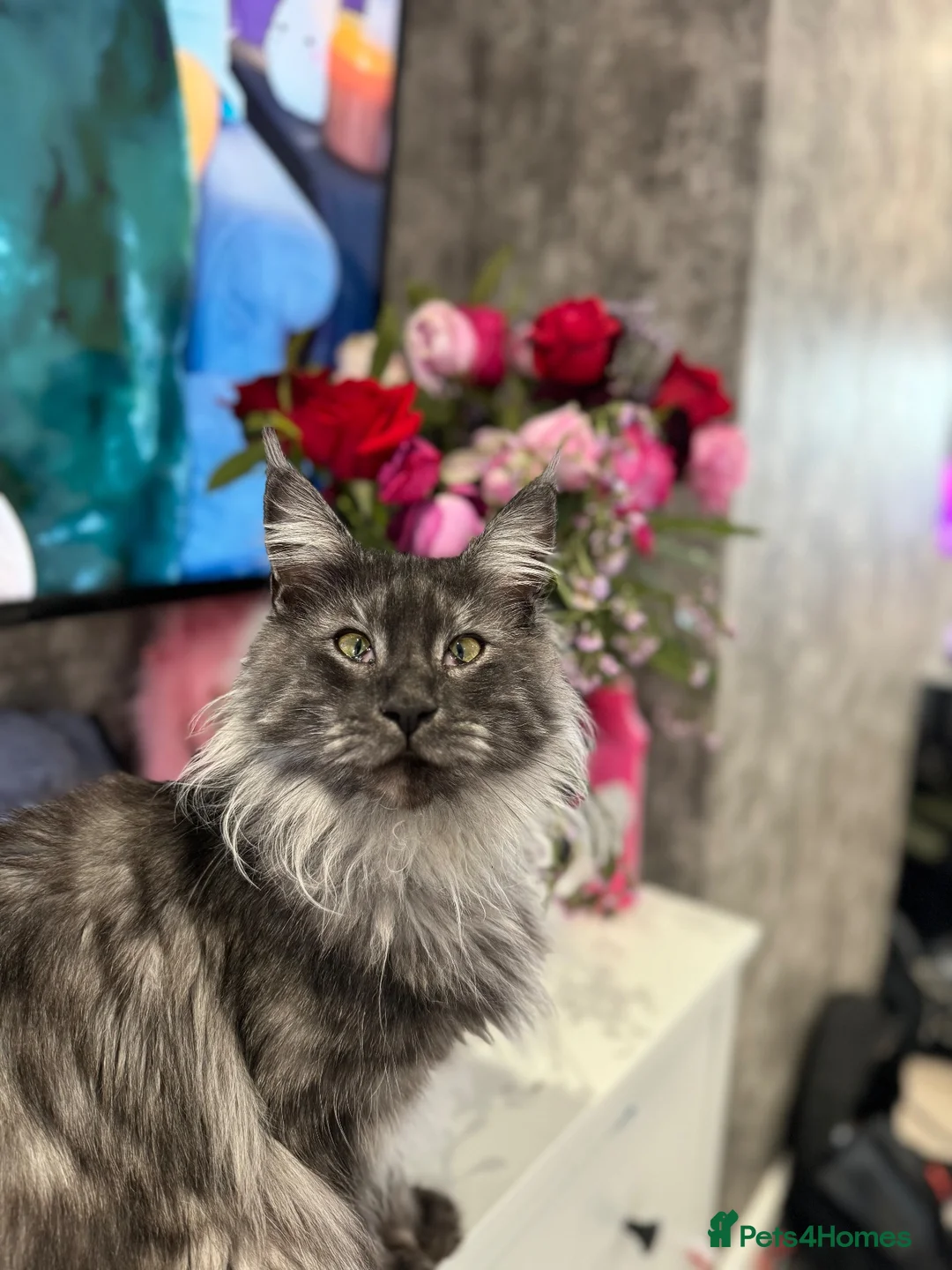Maine Coon cats for sale: Female Tica registered Maine coon kittens - Advert 2