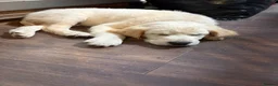 Golden Retriever dogs for sale: Beautiful Golden Retriever Puppies for Sale - Advert 3