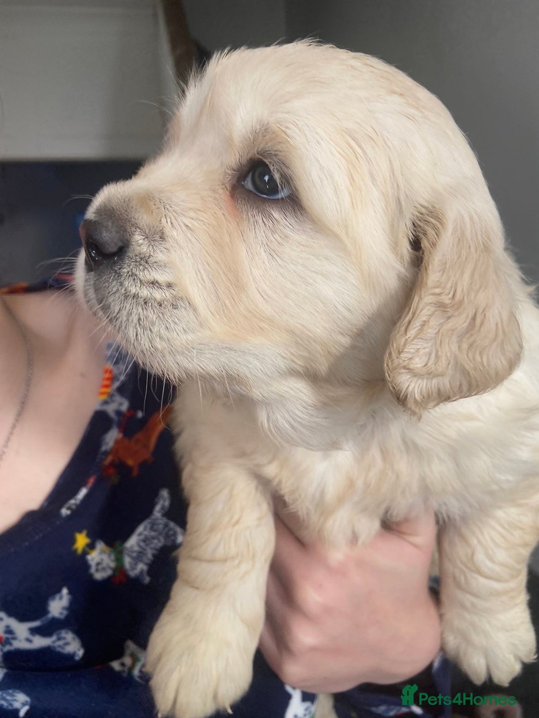 Golden Retriever dogs for sale: *one female left* Golden retriever puppies  - Advert 6