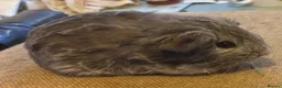 Guinea Pig rodents for sale: Guinea pigs boys and girls available  - Advert 2