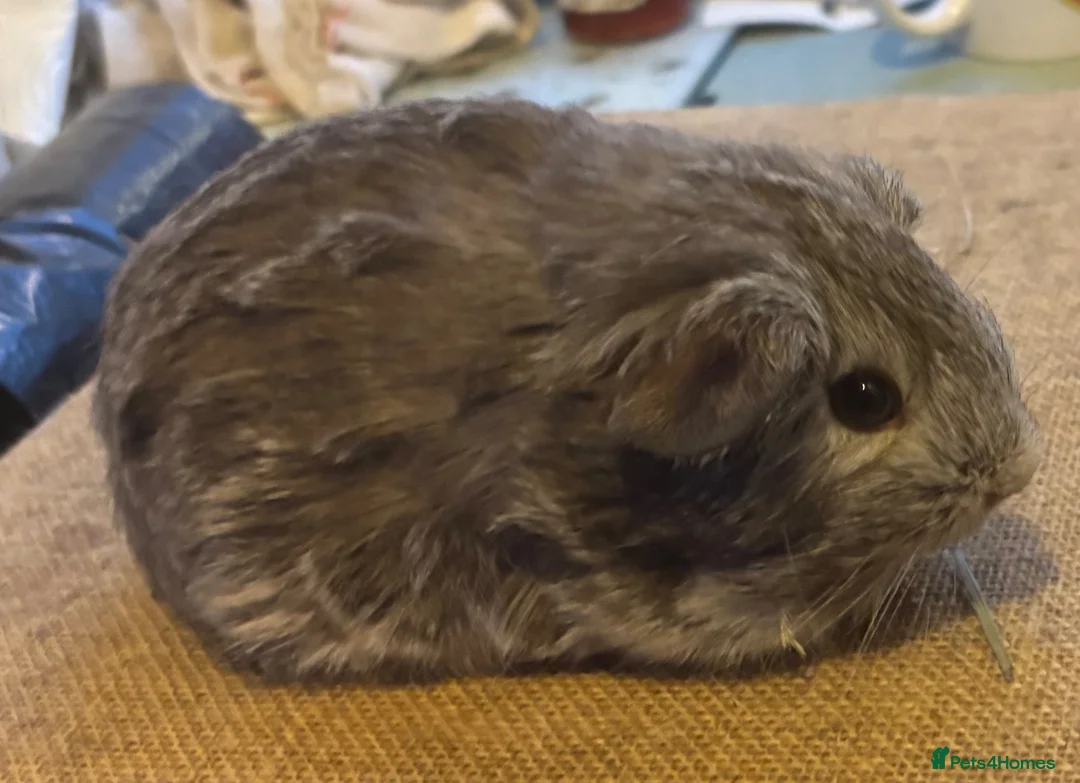 Guinea Pig rodents for sale: Guinea pigs boys and girls available  - Advert 2