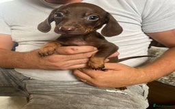 Miniature Dachshund dogs for sale: miniature dachshund  - Image 8