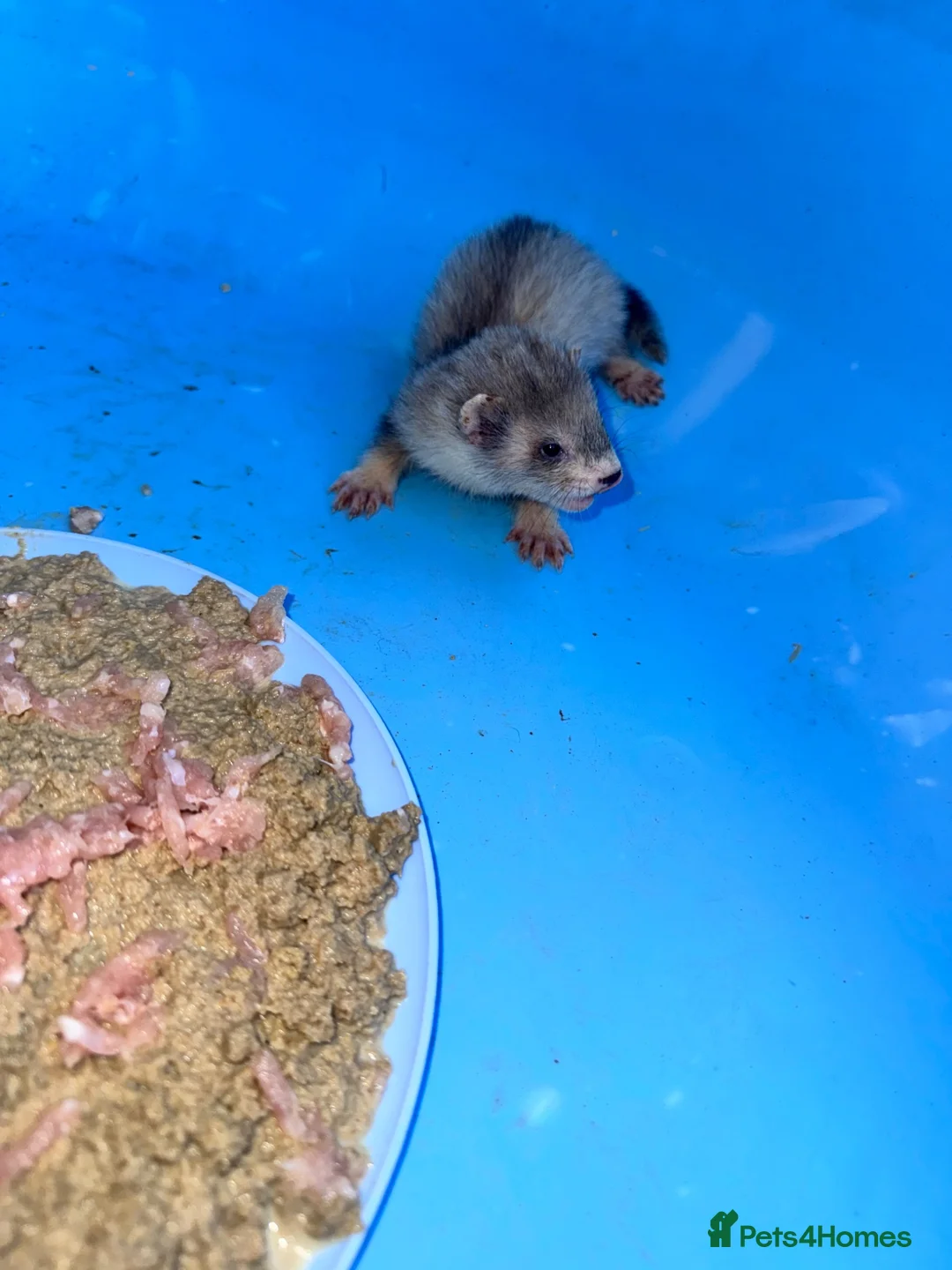 Ferret rodents for sale: Black and silver ferret kits - Advert 2