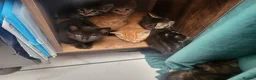 Mixed Breed cats for sale: Kittens in Canterbury - Advert 2