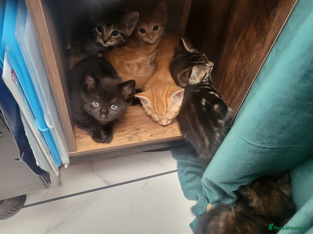 Mixed Breed cats for sale: Kittens in Canterbury - Advert 2