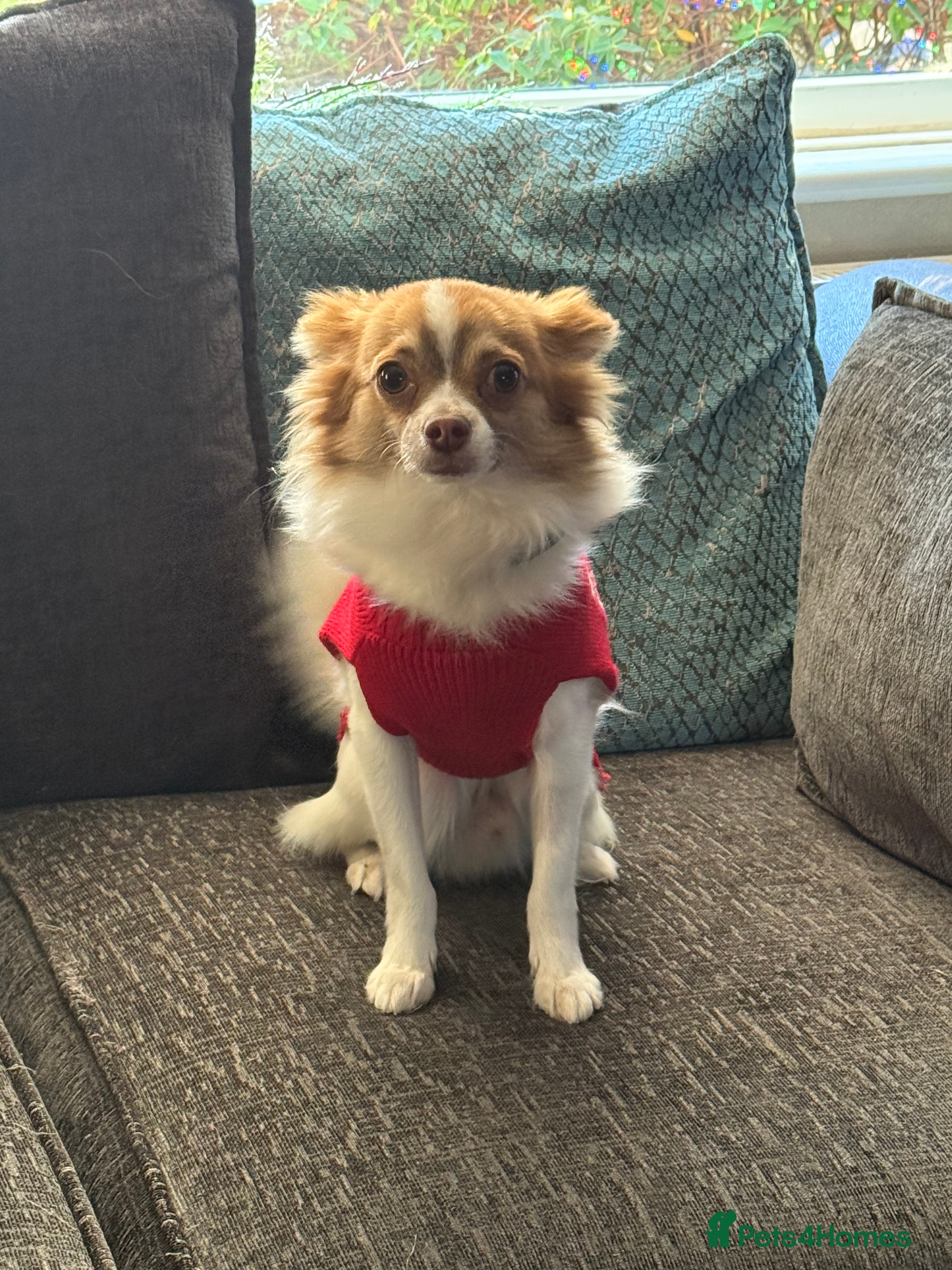 Chihuahua dogs 2 year old chihuahua for sale - Advert 1