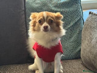 Chihuahua dogs 2 year old chihuahua for sale - Advert 1