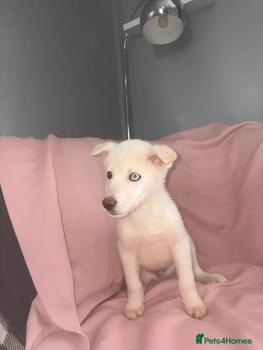 Siberian Husky dogs for sale: Male Husky Puppies - Advert 5