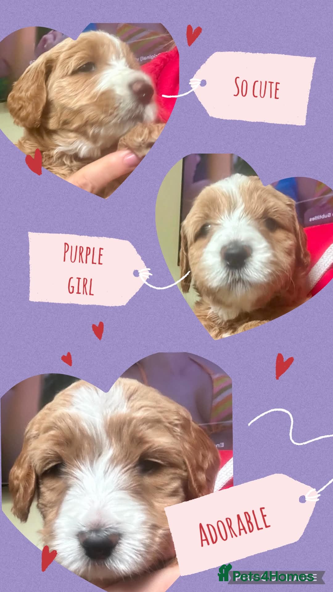 Double Doodle dogs Goldendoodle / Australian Double Doodle  - Advert 2