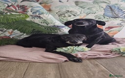 Mixed Breed dogs for adoption: A joint home needed for two Grandma’s - Image 10