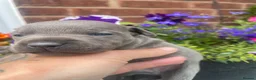 Staffordshire Bull Terrier dogs for sale: Black Eye SBTs this season litter 3 boys 3 girls  - Advert 10