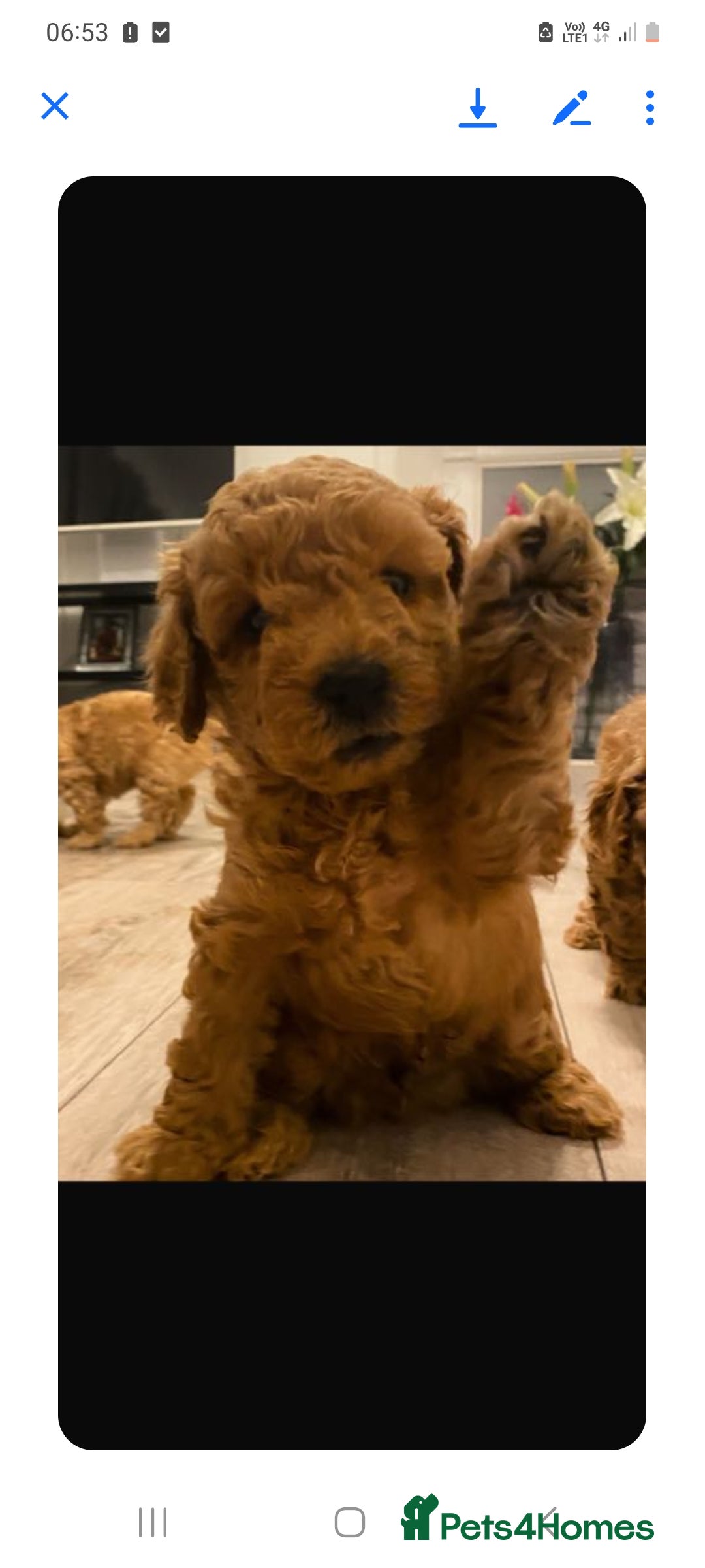 Cockapoo dogs for sale: Cockerpoo F1 - Image 2