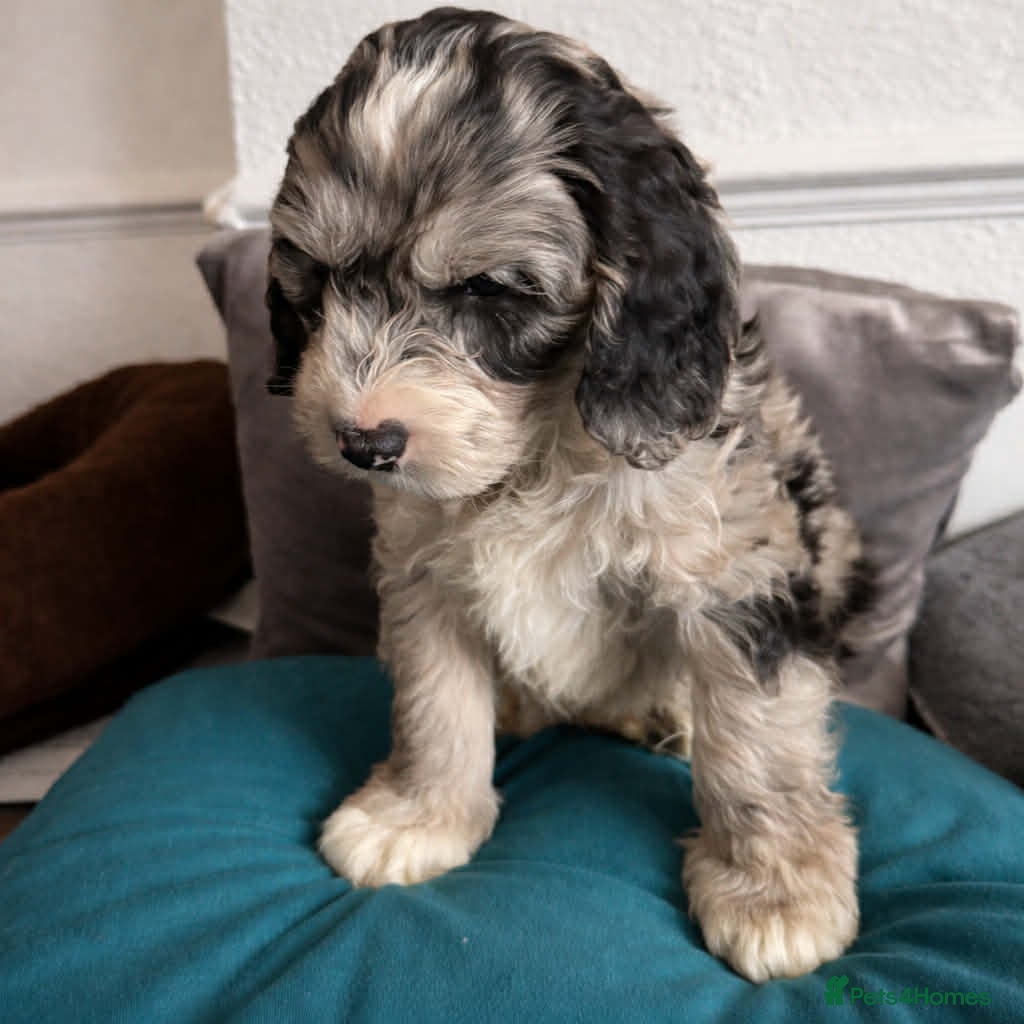 Australian Labradoodle dogs AUSTRALIAN LABRADOODLE 2 Boy 1 Girls - Advert 1