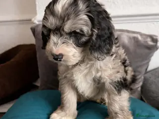 Australian Labradoodle dogs AUSTRALIAN LABRADOODLE 2 Boy 1 Girls - Advert 1