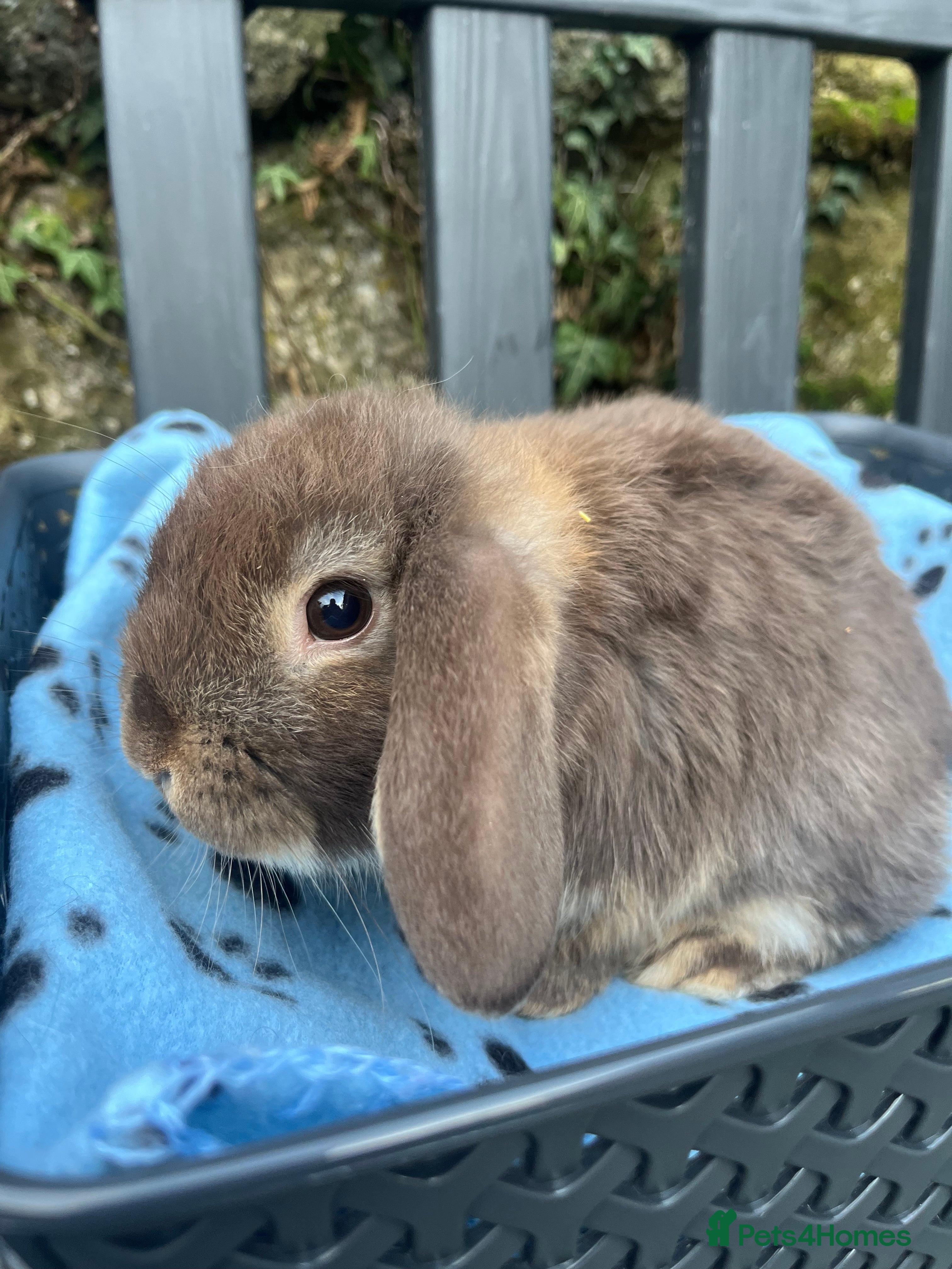 Mini Lop rabbits Gorgeous mini lops  - Advert 12