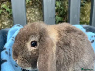 Mini Lop rabbits Gorgeous mini lops - Advert 12