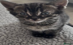 Bengal cats for sale: bengal cross kitten  - Image 2