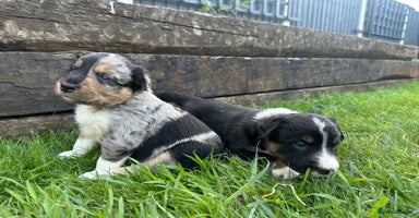 Border Collie dogs - Advert 3