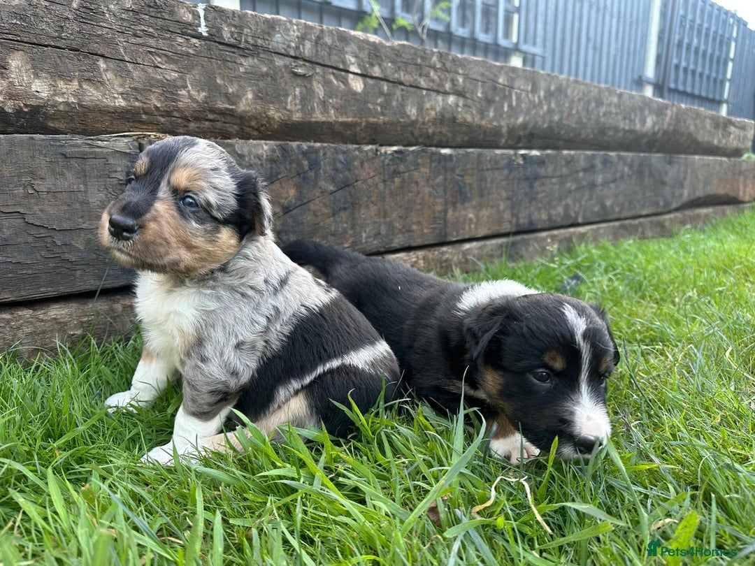 Border Collie dogs for sale: One boy left with beautiful markings - Image 2