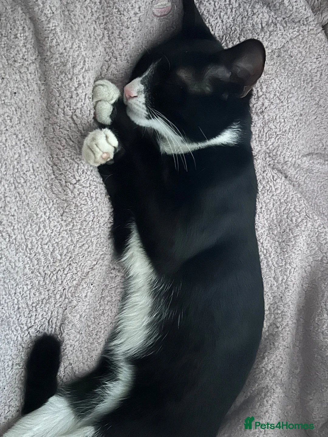 British Shorthair cats for sale: 1 Year Old Cat  in Warlingham - Advert 3