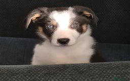 Border Collie dogs for stud: Exceptional Border Collie/Smooth collie For Stud - Advert 2