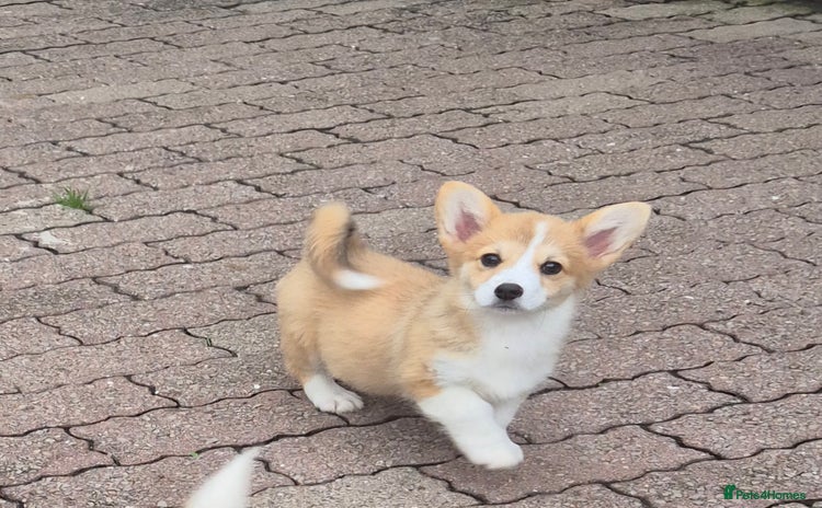 Welsh Corgi Pembroke dogs - Advert 2