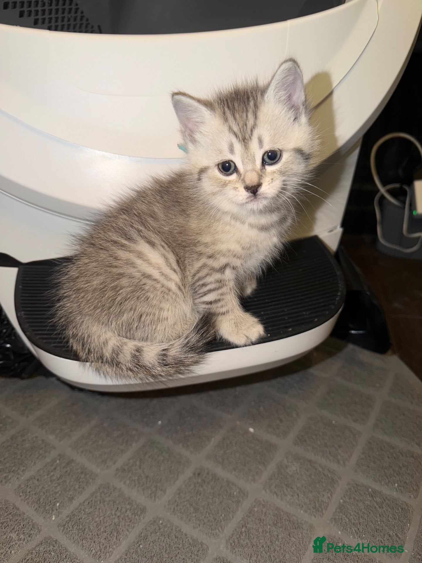 Mixed Breed cats Beautiful BSH × Siberian Kittens🤍 - Advert 2