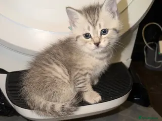 Mixed Breed cats Beautiful BSH × Siberian Kittens🤍 - Advert 2