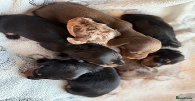Miniature Dachshund dogs - Advert 5