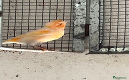 Canaries birds for sale: Canaries for sale - Image 3