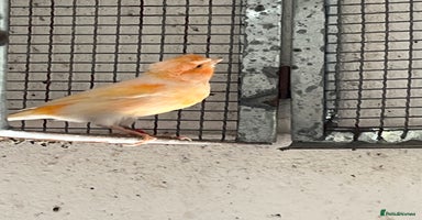 Canaries birds - Advert 3