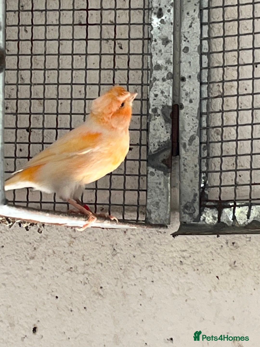 Canaries birds for sale: Canaries for sale - Image 3