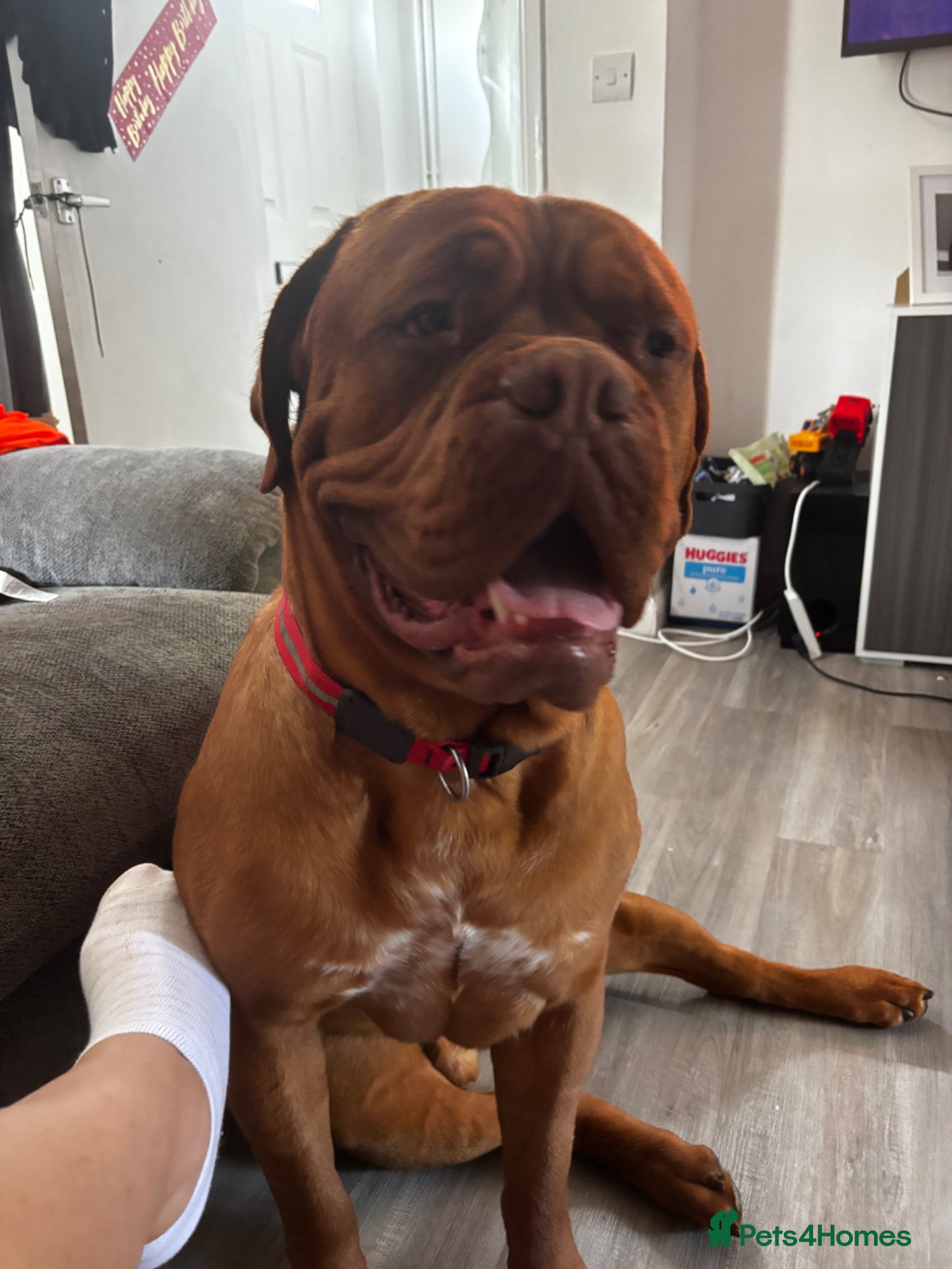 Dogue De Bordeaux dogs for sale: Beautiful big boy  - Advert 3