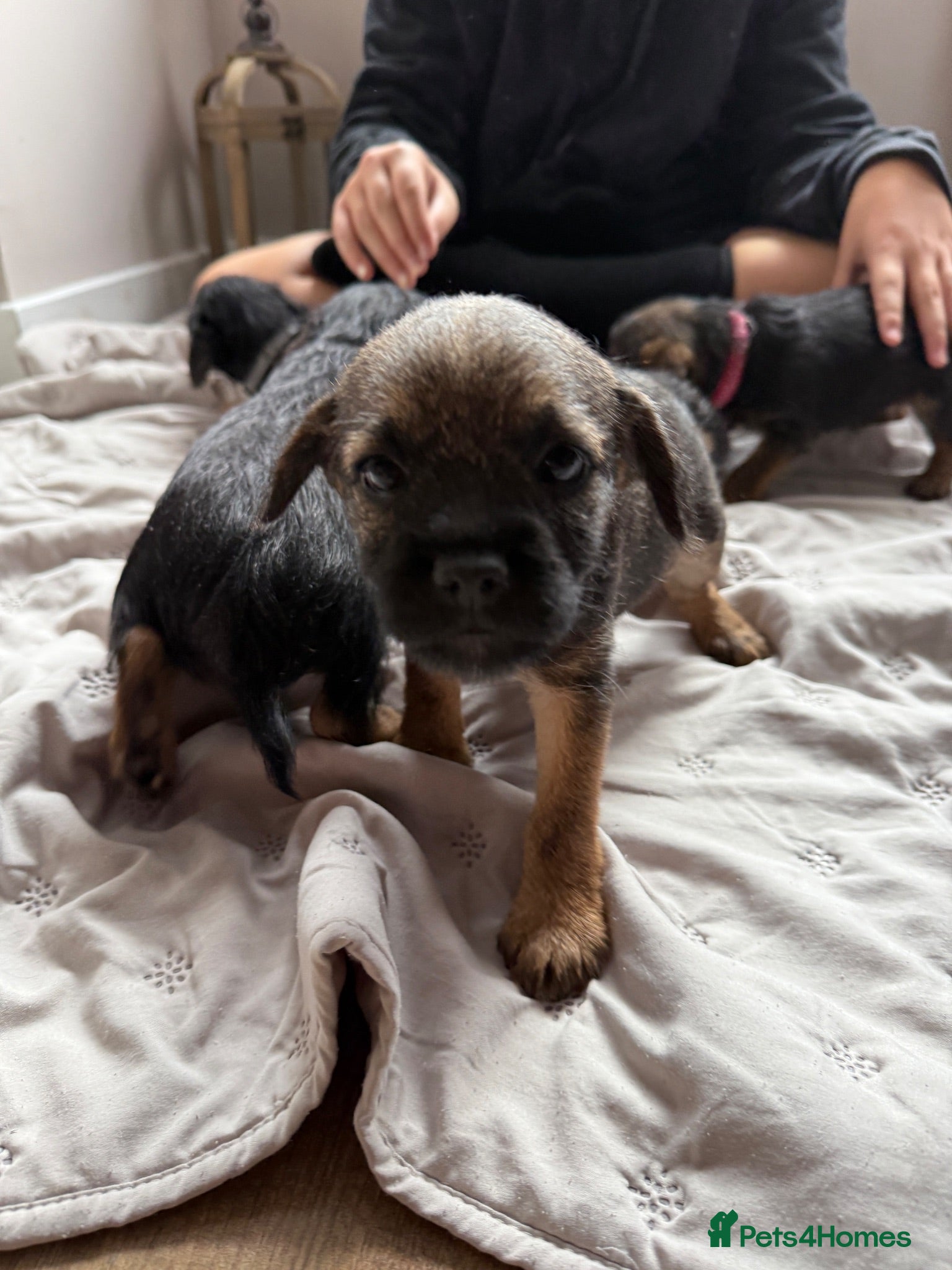 Border Terrier dogs Border terrier pups ready this week!! - Advert 4