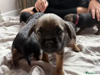 Border Terrier dogs Border terrier pups ready this week!! - Advert 1