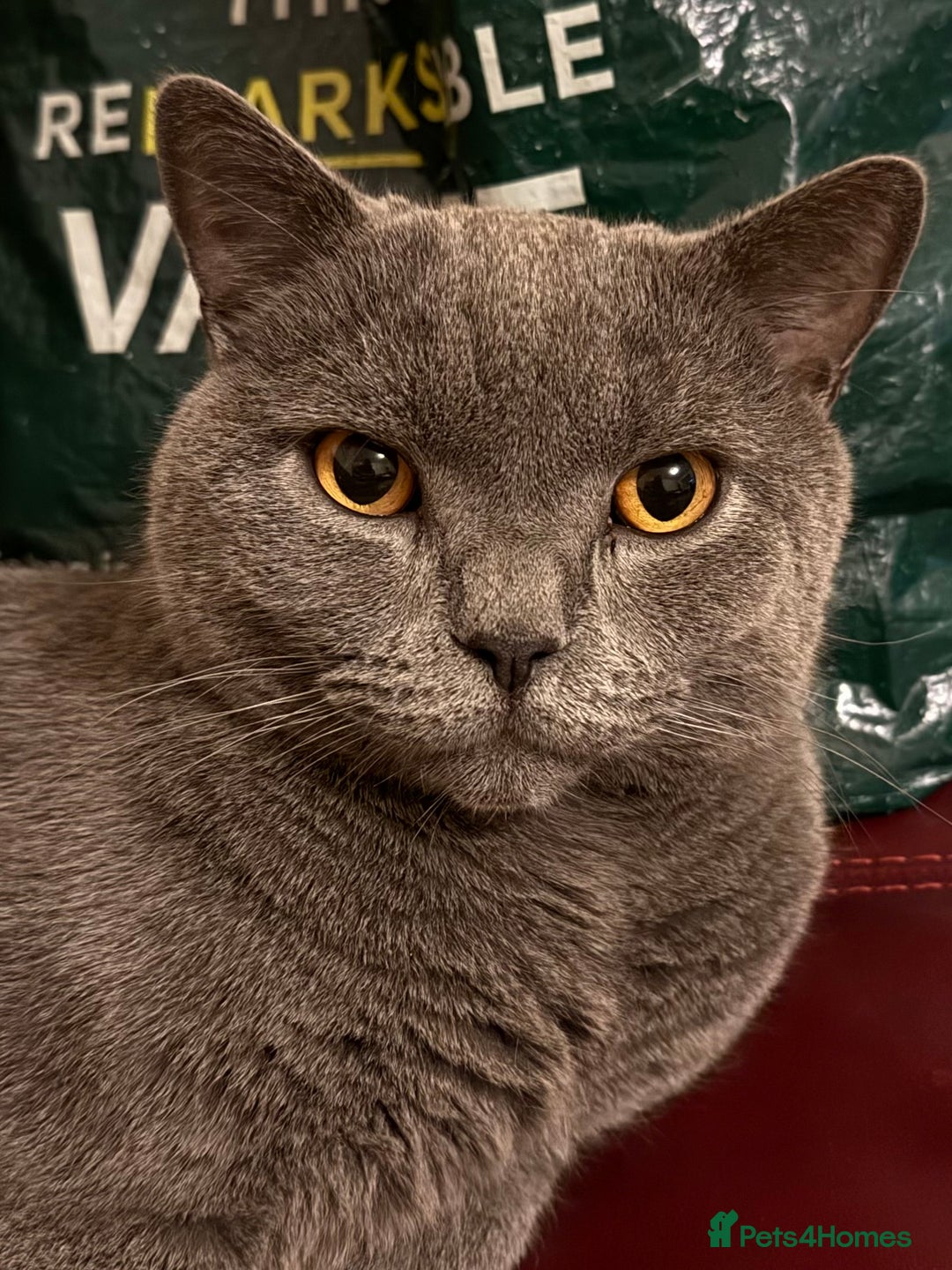 British Shorthair cats for sale: British Short Hair Blue Male - Advert 3