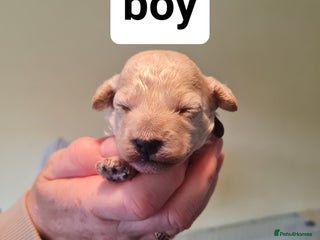 Cavapoo dogs - Advert 1