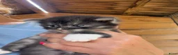 Maine Coon cats for sale: Maine Coon Kitten  - Advert 5