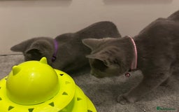 Russian Blue cats for sale: Russian Blue Kittens - Image 19