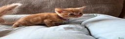 British Shorthair cats for sale: Gorgeous Ginger Kittens - Ready to leave in Mansfield - Advert 12
