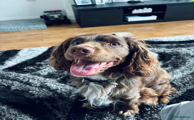 Cocker Spaniel dogs - Advert 11
