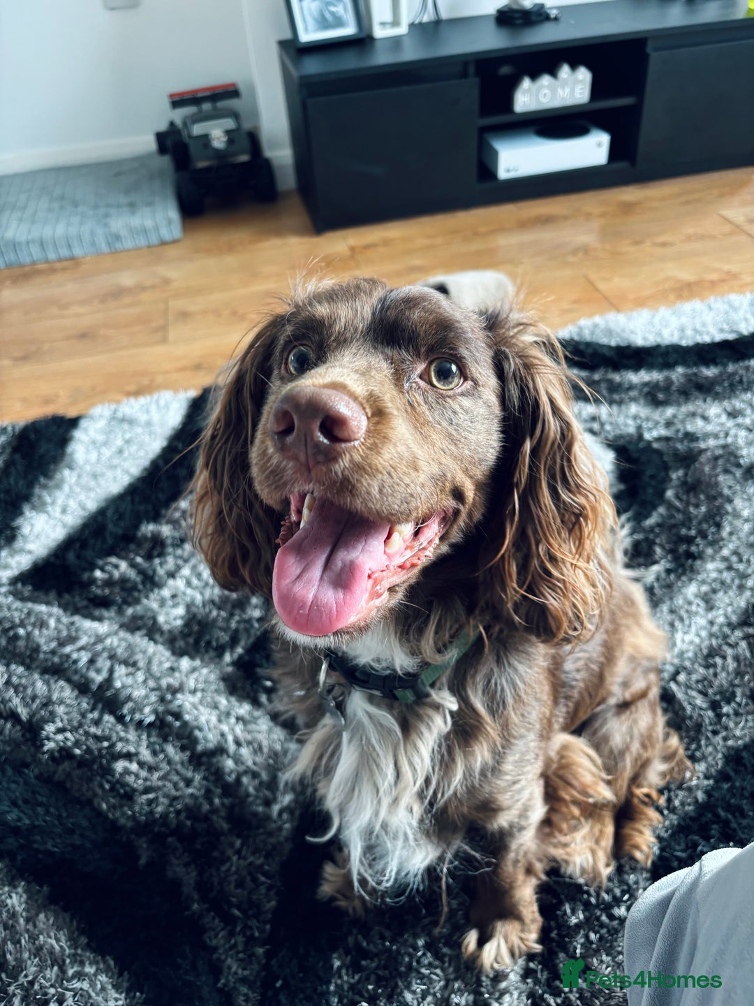 Cocker Spaniel dogs for sale: Male cocker spaniel for sale  - Image 1