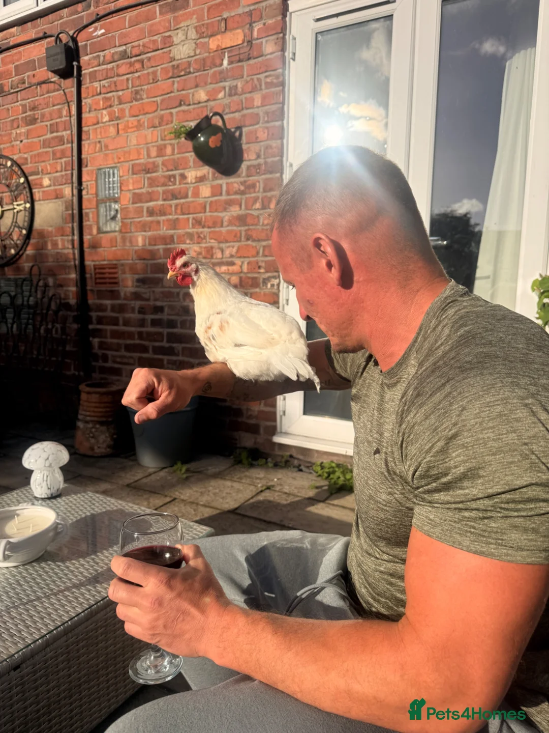 Chickens poultry for sale: Two Cockerels  **   in Cheadle - Advert 4