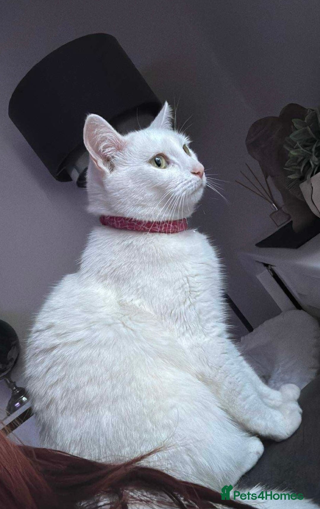 Mixed Breed cats for sale: 3 year old cat  - Advert 2