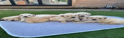Golden Retriever dogs for sale: ⭐ KC Registered Golden Retriever Puppies ⭐️  - Advert 21