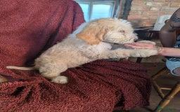 Cockapoo dogs for sale: Cockapoo x - Image 5