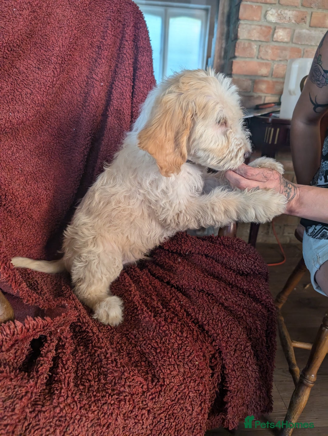 Cockapoo dogs for sale: Cockapoo x - Image 5
