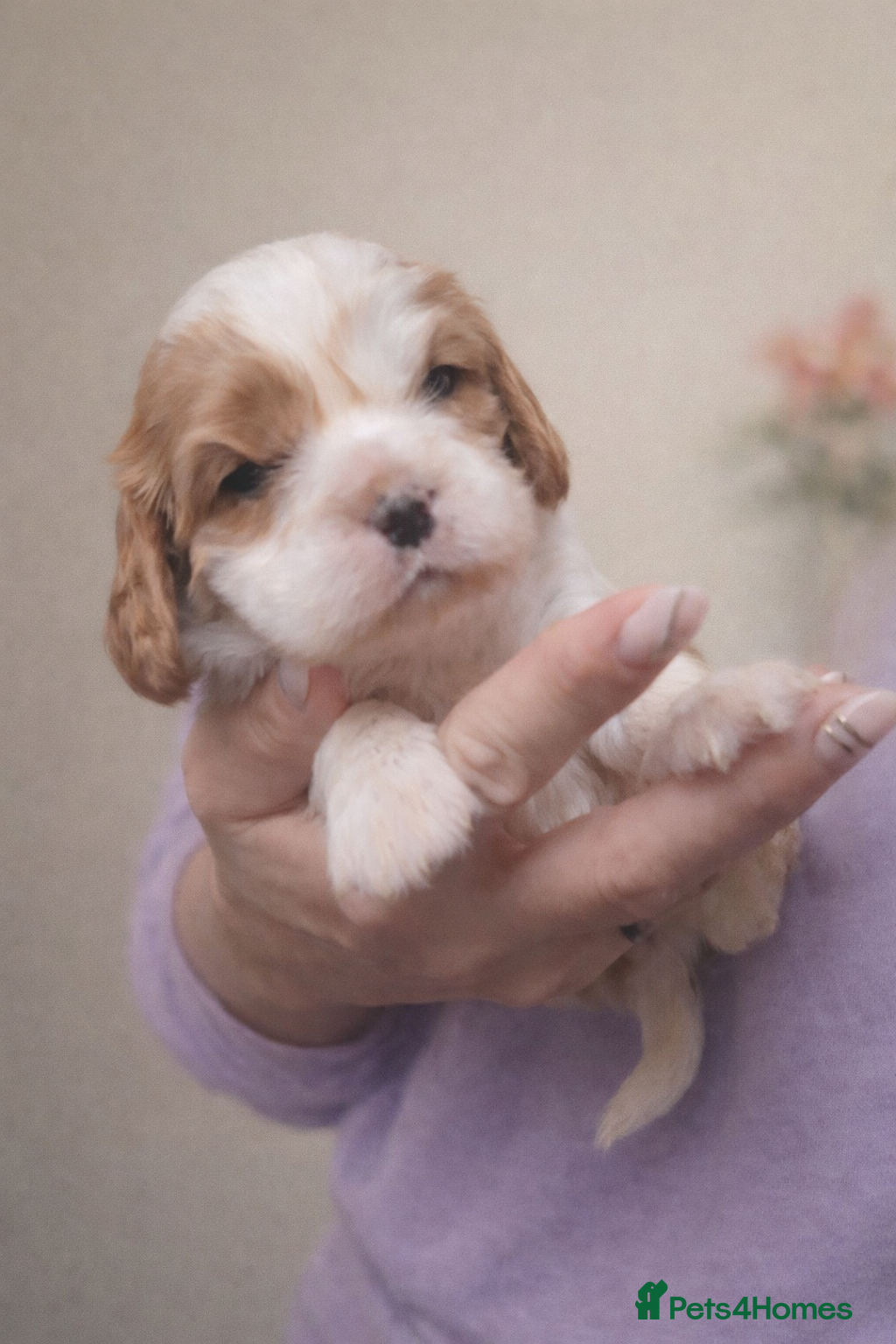 Cavalier King Charles Spaniel dogs KC reg  spaniels health tested parents boys girls - Advert 15
