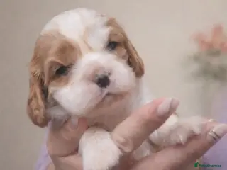 Cavalier King Charles Spaniel dogs KC reg spaniels health tested parents boys girls - Advert 15