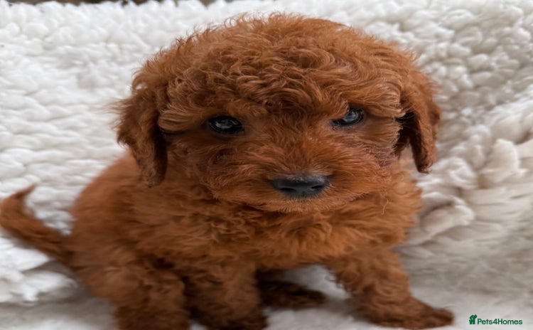 Cavapoo dogs - Advert 16